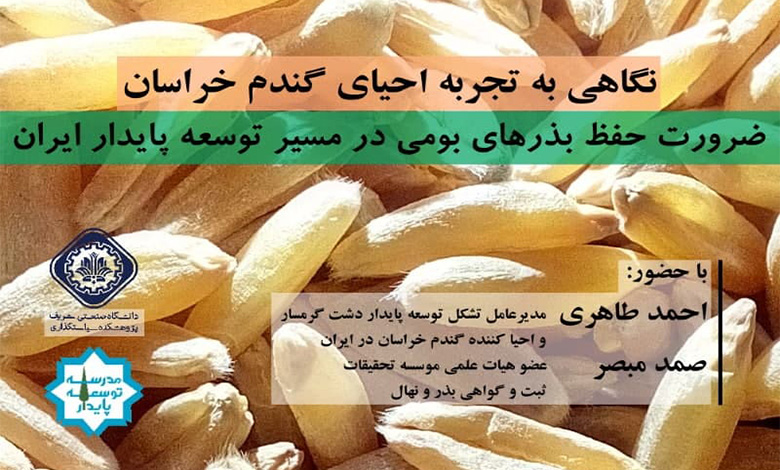 تجربه احیاء گندم خراسان