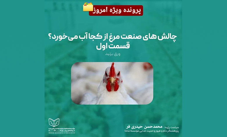 چالش های صنعت مرغ کشور