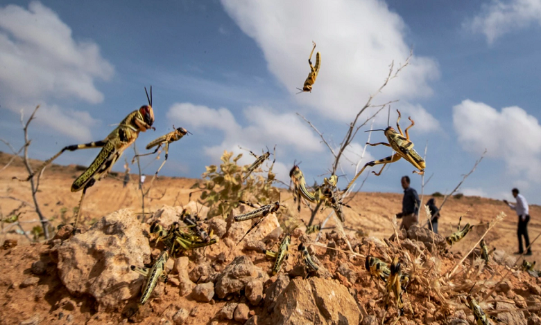 هجوم ملخ های صحرایی و پیامد های آن بر بخش کشاورزی