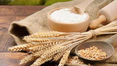 مسیر امنیت غذایی تولید گندم