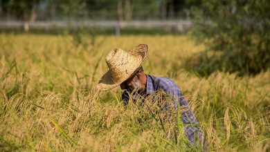 مسیر امنیت غذایی تولید برنج