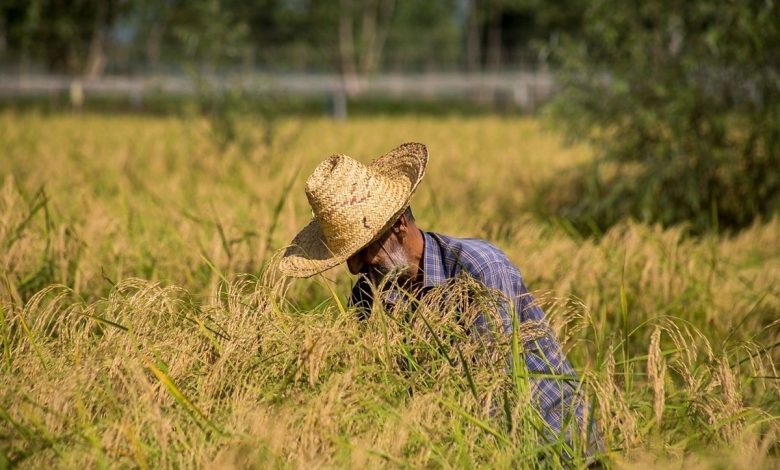 مسیر امنیت غذایی تولید برنج