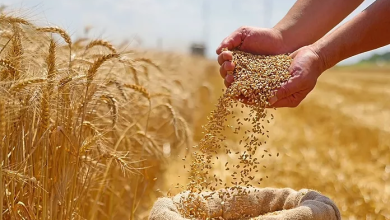 غذا برای صلح؛ چرا ایران می‌تواند پرچمدار تعریف تازه‌ای از امنیت غذایی در منطقه باشد؟