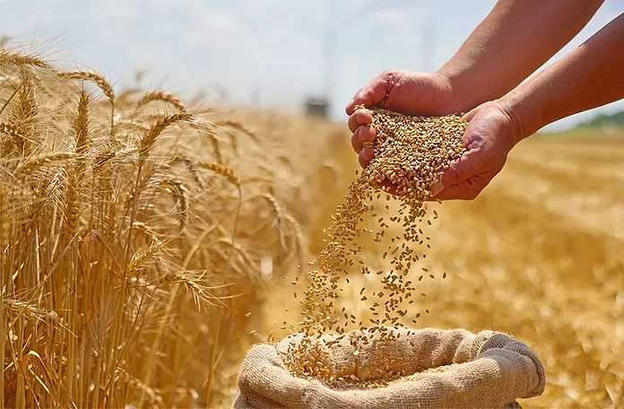 غذا برای صلح؛ چرا ایران می‌تواند پرچمدار تعریف تازه‌ای از امنیت غذایی در منطقه باشد؟