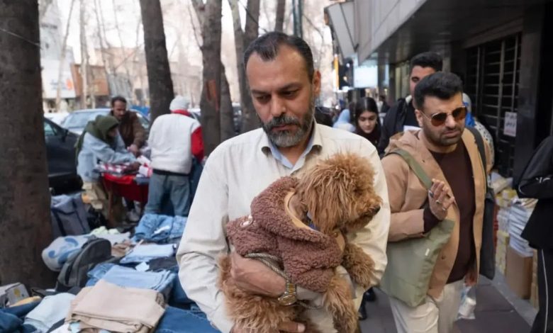 تنظیم گری سگ گردانی در شهرهای ایران